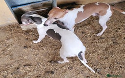 Pequeño Lebrel Italiano perros en venta: Lebrel italiano  - Imagen 3