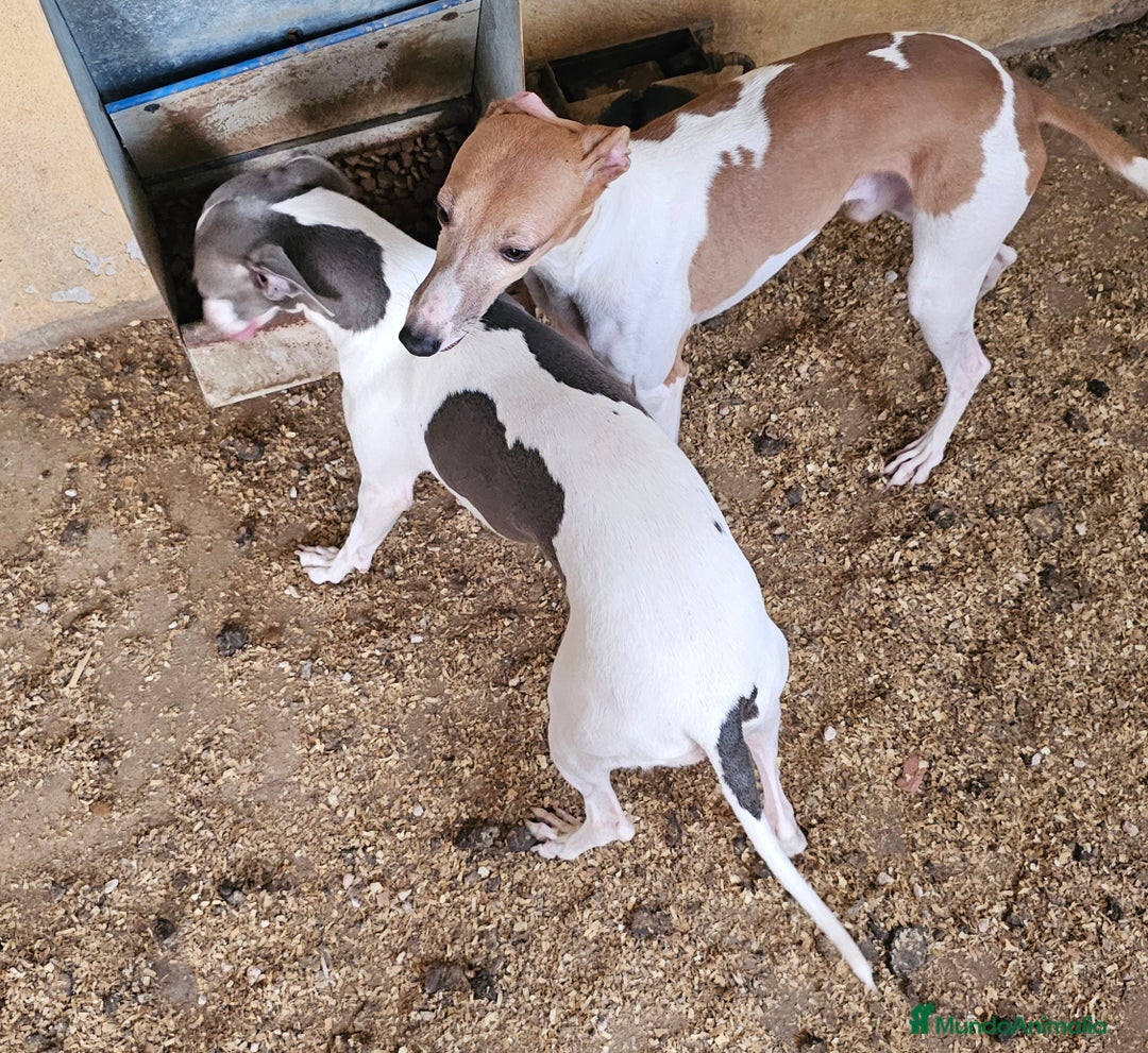 Pequeño Lebrel Italiano perros en venta: Lebrel italiano  - Imagen 3