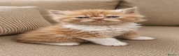 Persa gatos en venta: Persa americà - Anuncio 3