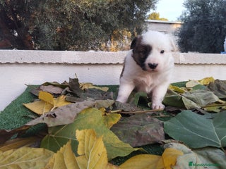 Border Collie perros - Anuncio 3