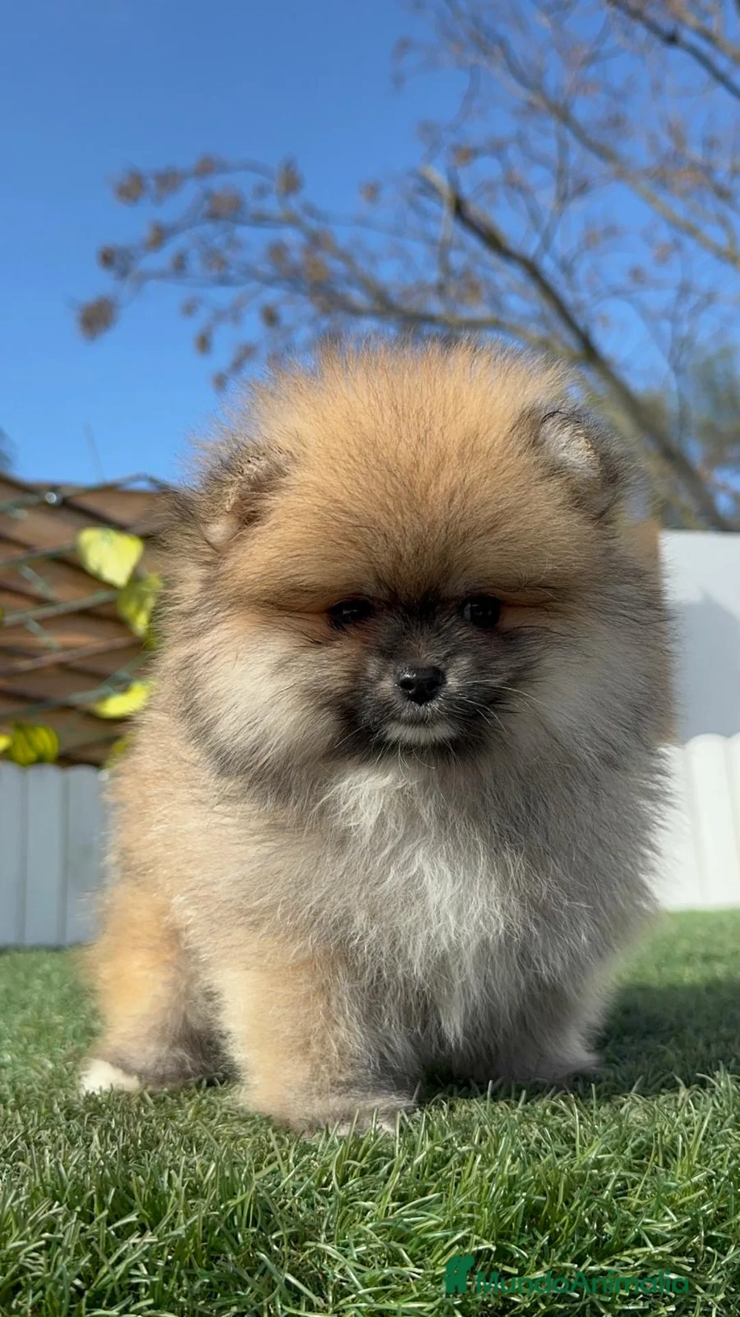 Pomerania perros en venta: POMERANIA HEMBRA - Anuncio 10