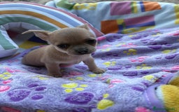 Chihuahua perros en venta: Hembrita chihuahua toy - Imagen 4