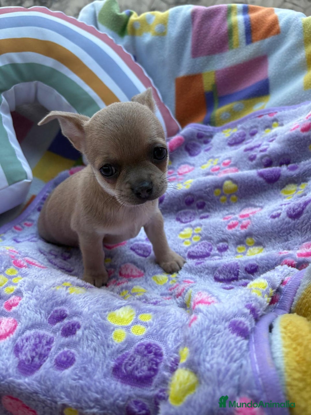 Chihuahua perros en venta: Hembrita chihuahua toy - Imagen 4