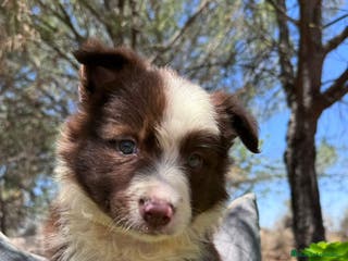 Border Collie perros BORDER COLLIE CHOCOLATE HEMBRA - Anuncio 23