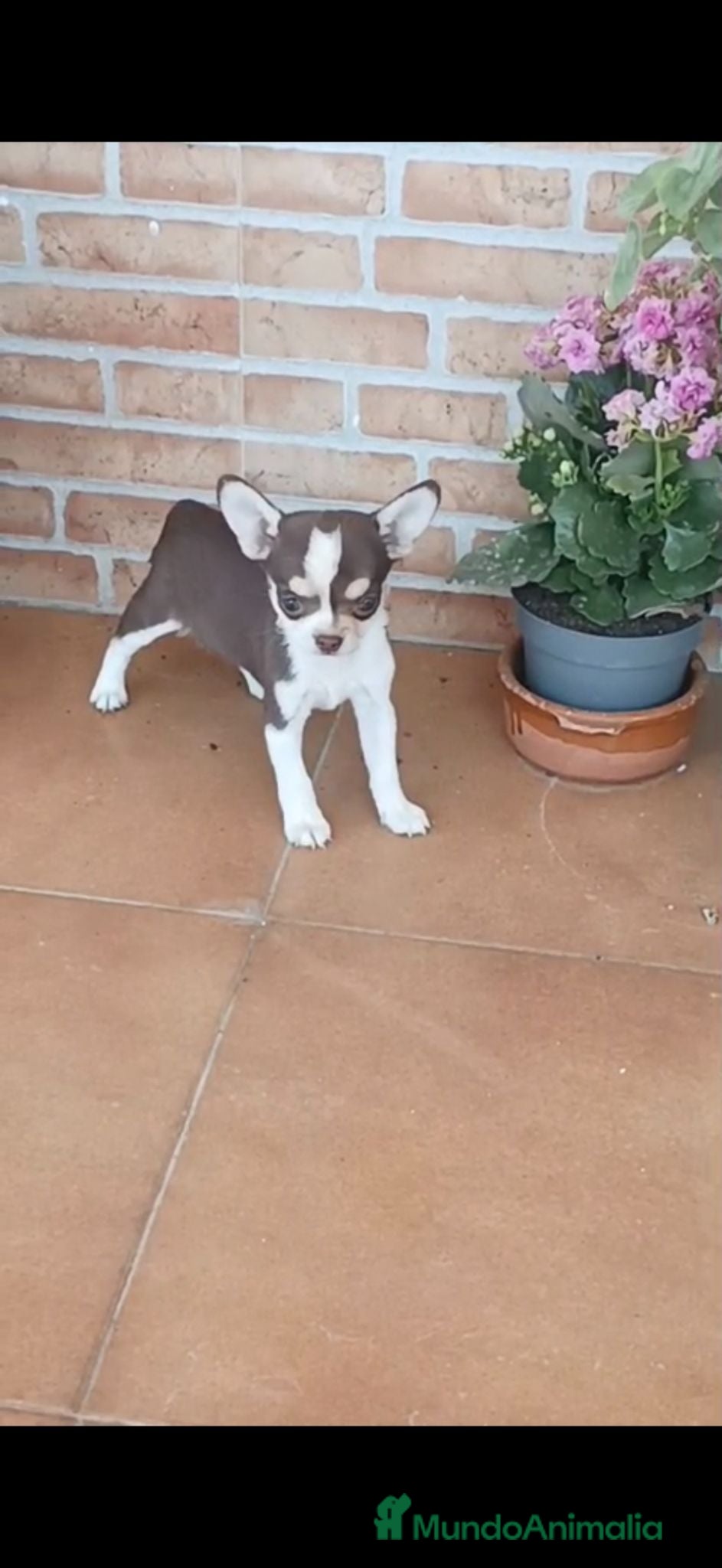 Chihuahua perros Chihuahua bicolor macho y hembra toy - Anuncio 2
