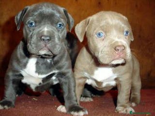 American Staffordshire-Terrier perros AMERICAN STAFFORD BLUE OJOS AZULES en Sevilla - Anuncio 13