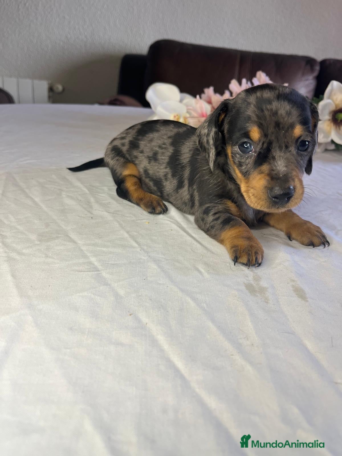 Teckel Miniatura perros Cachorra mini arlequín plata  - Anuncio 1