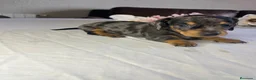 Teckel Miniatura perros en venta: Cachorra mini arlequín plata  - Anuncio 1