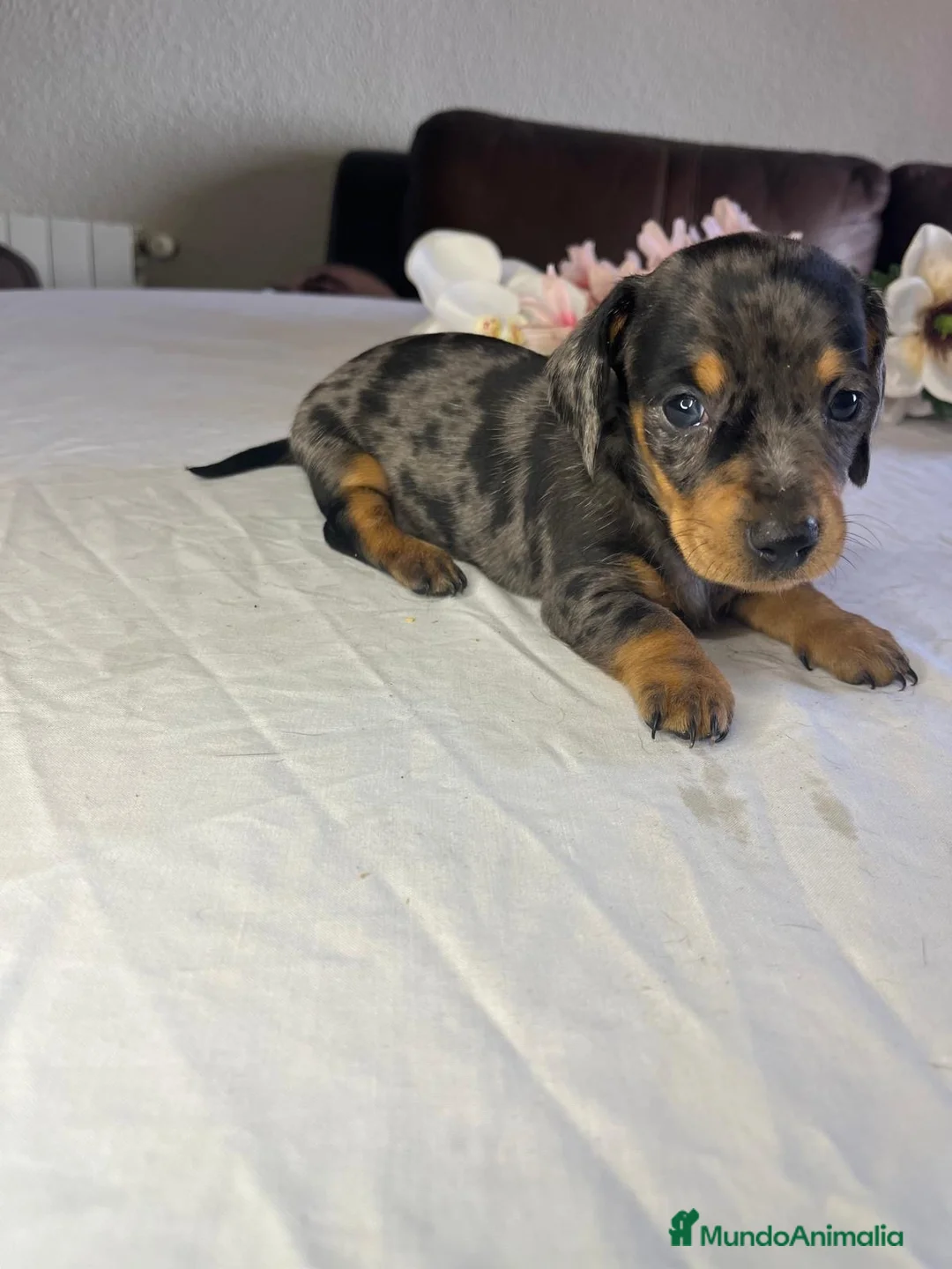 Teckel Miniatura perros en venta: Cachorra mini arlequín plata  - Anuncio 1