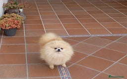 Pomerania perros en venta: Último cachorro de Pomerania cara de oso!! - Imagen 4
