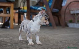Chihuahua perros en venta: 🌈 Chihuahuas únicos: Luxor, Ronda y Paddy - Imagen 13