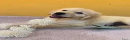 Labrador Retriever perros en venta: Cachorros de labrador - Anuncio 3