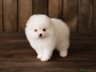 Pomerania perros Pomerania - Anuncio 3