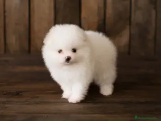 Pomerania perros Pomerania - Anuncio 19