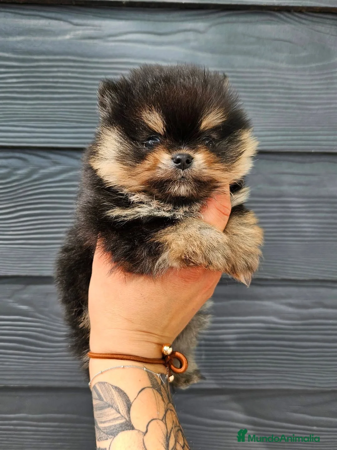 Pomerania perros en venta: Precioso pomerania americano  - Anuncio 2