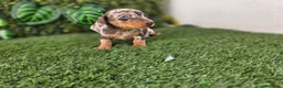 Teckel Miniatura perros en venta: TECKEL MINIATURA ARLEQUIN - Anuncio 4
