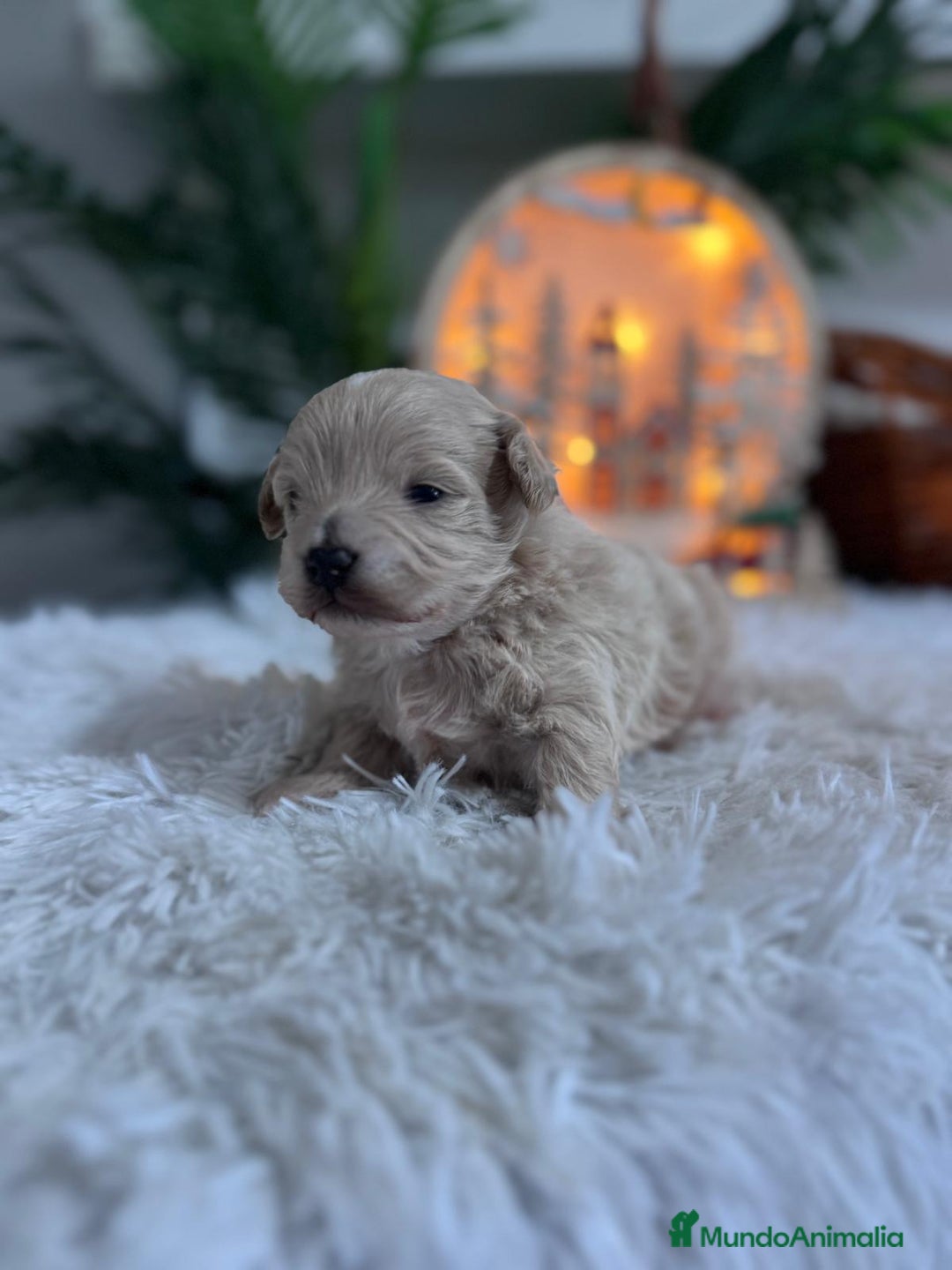 Maltipoo perros en venta: MALTIPOO  - Anuncio 12