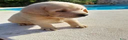Labrador Retriever perros en venta: Labrador retriever dorado mucho hueso  - Anuncio 5