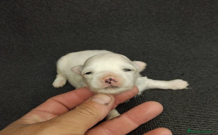 Bichón Maltés perros - Anuncio 3