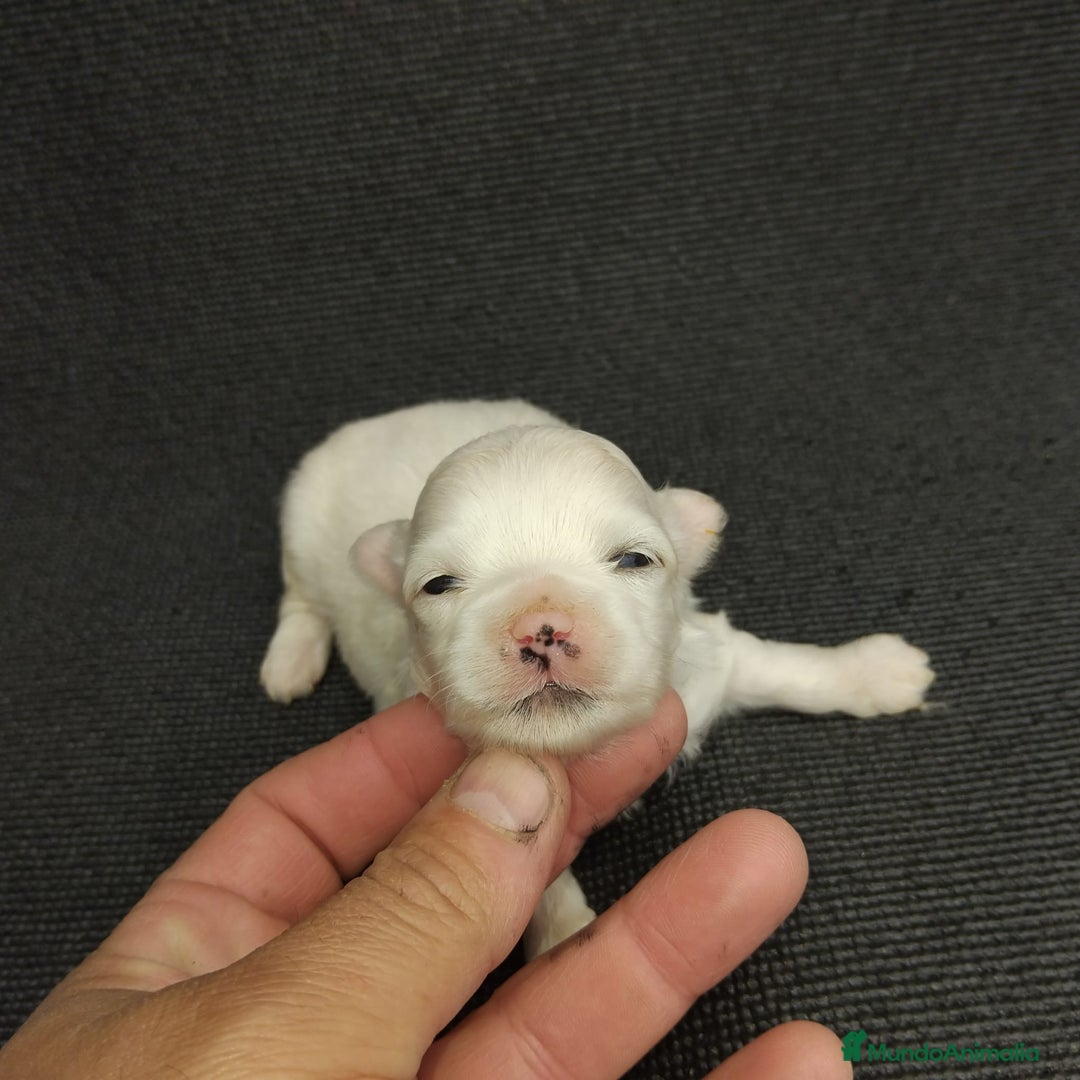 Bichón Maltés perros en venta: Bichones micro toys - Imagen 1