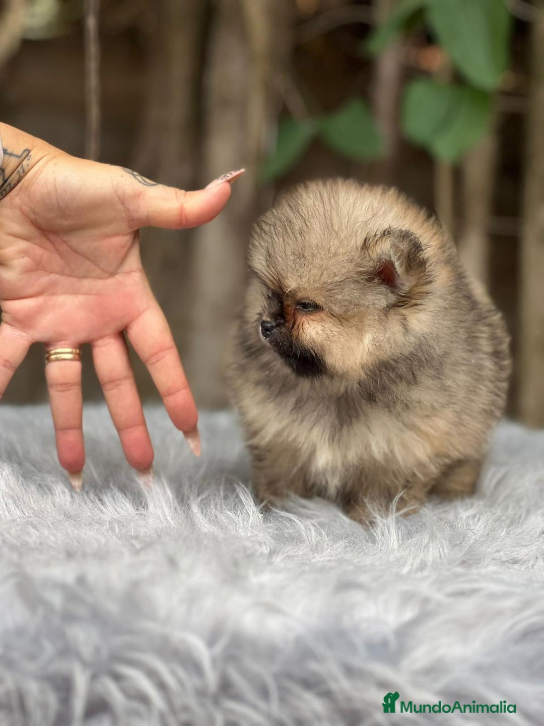 Pomerania perros en venta: POMERANIA TOY CARA OSO DISPONIBLE - Imagen 4