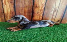 Teckel perros en venta: TECKEL - Imagen 3