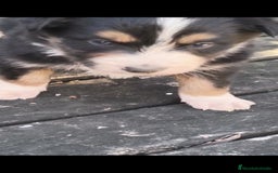 Border Collie perros en venta: Preciosos border collie - Anuncio 2