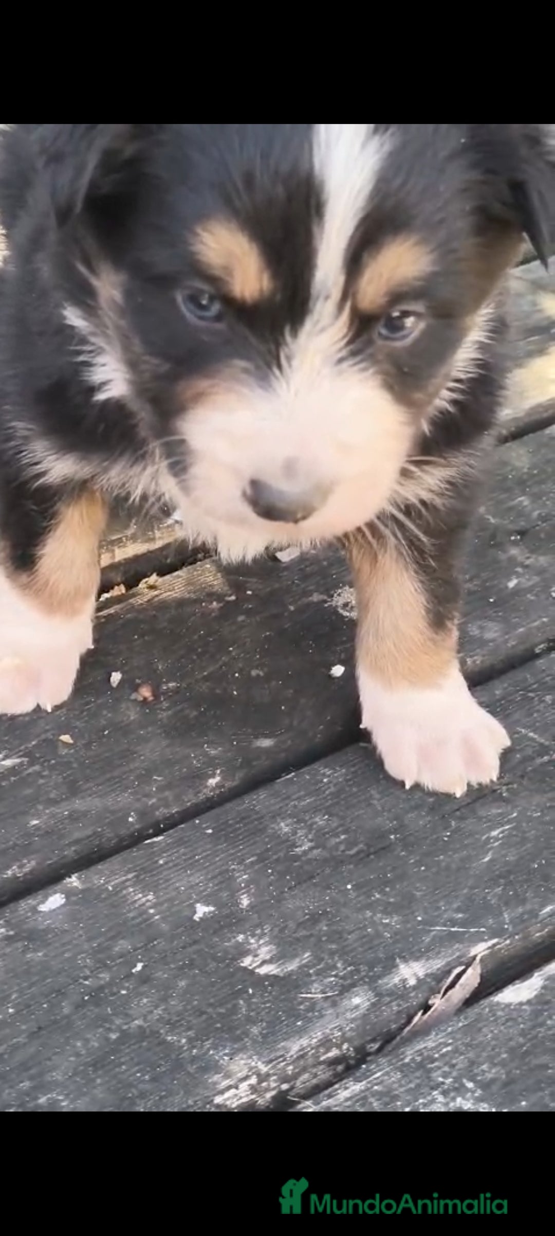 Border Collie perros en venta: Preciosos border collie - Anuncio 2