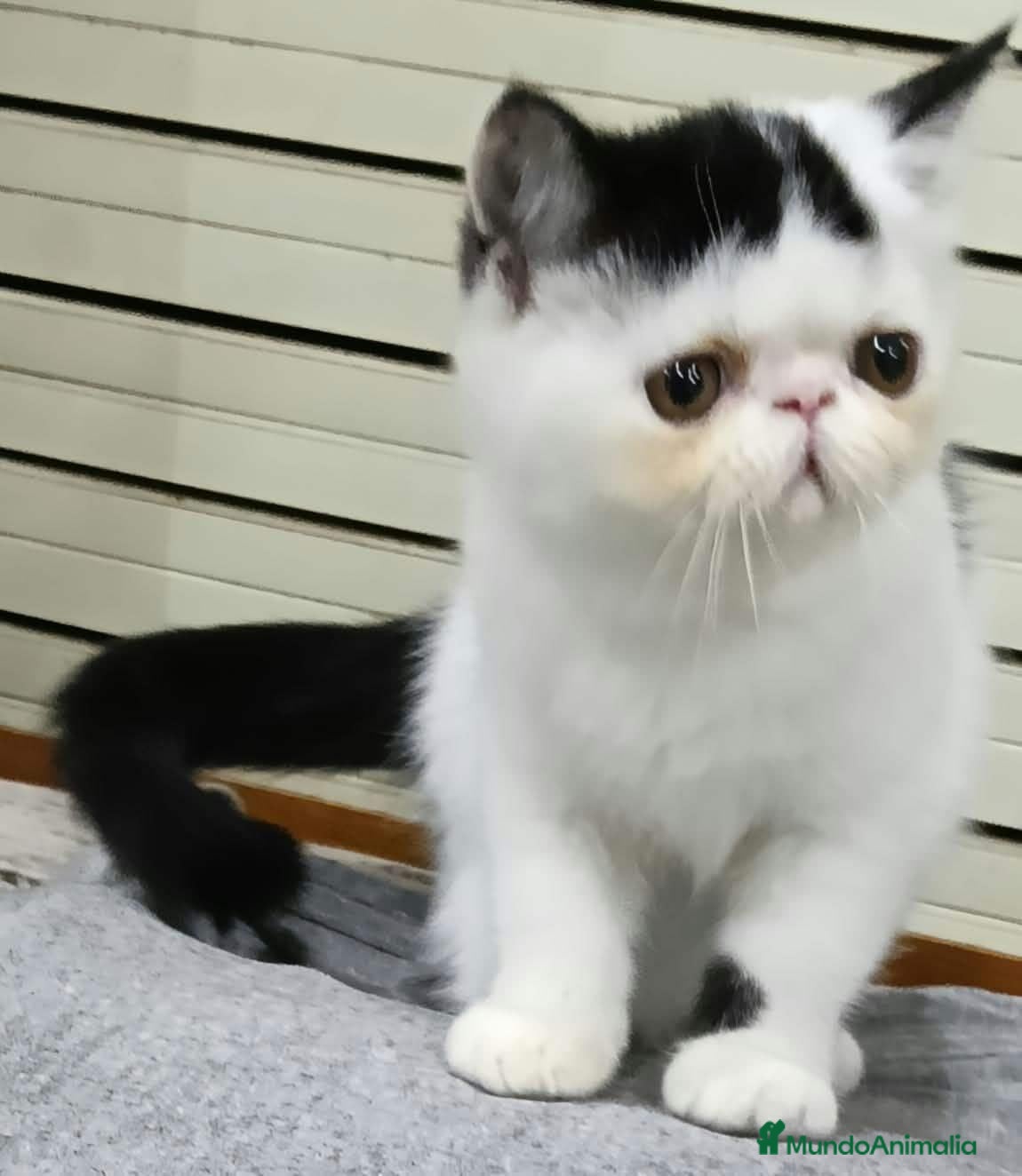 Exótico de Pelo Corto gatos Exotico  - Anuncio 3