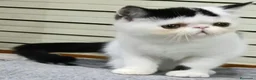 Exótico de Pelo Corto gatos en venta: Exotico  en Barcelona - Anuncio 1