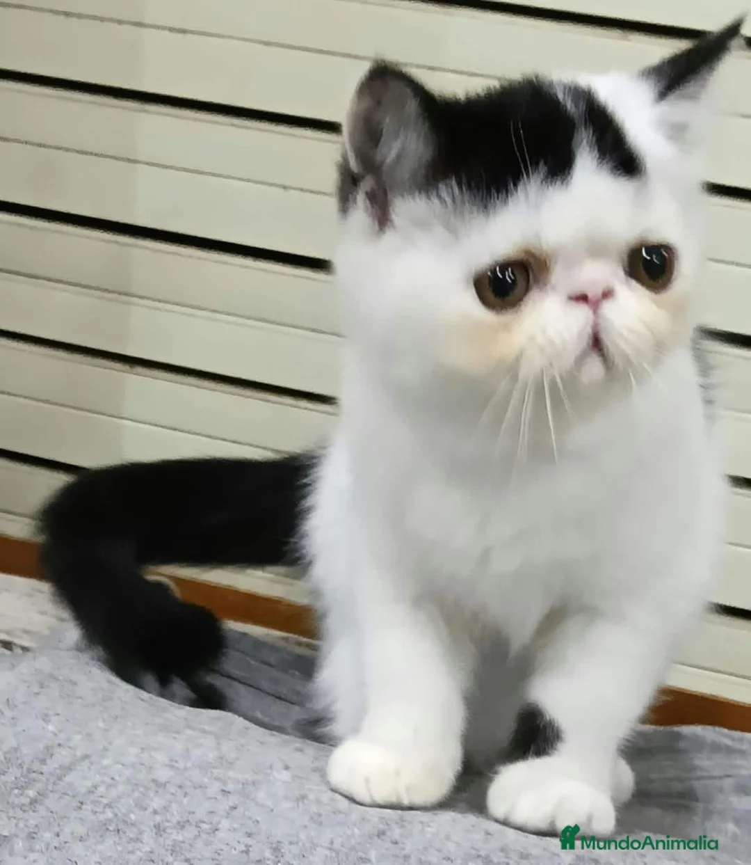 Exótico de Pelo Corto gatos en venta: Exotico  en Barcelona - Anuncio 1
