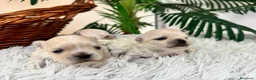 Bichón Maltés perros en venta: BICHON MALTES 100X100 COREANO - Anuncio 6
