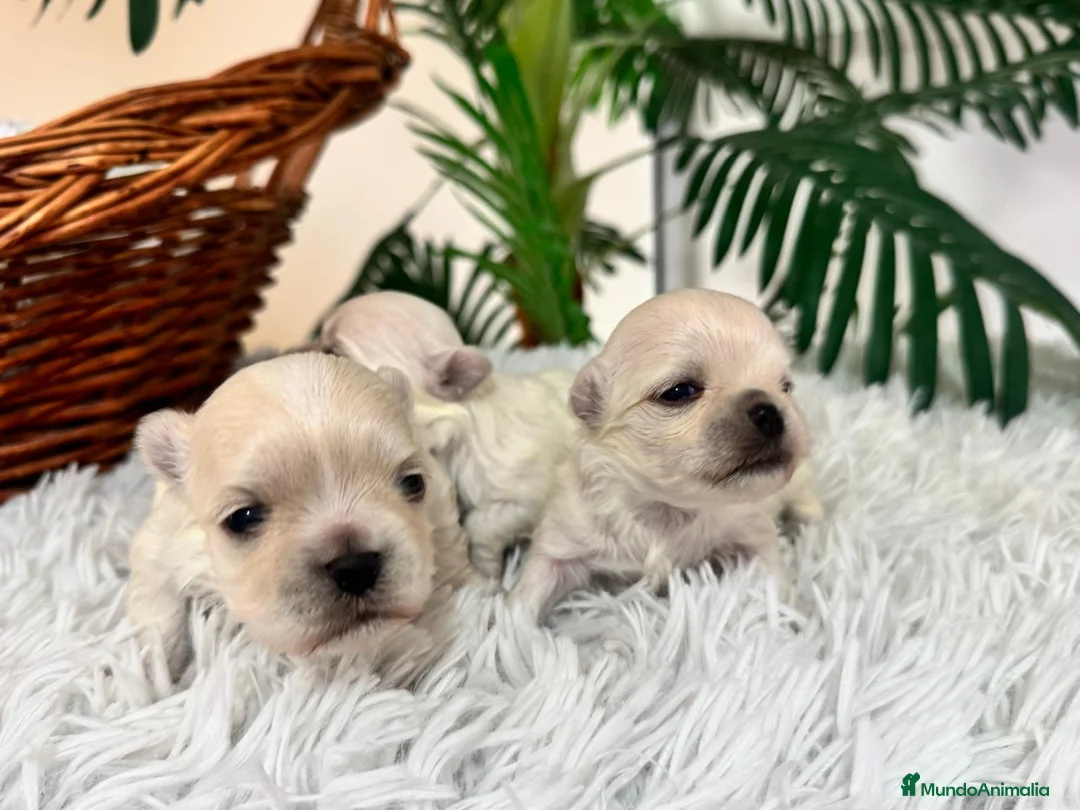 Bichón Maltés perros en venta: BICHON MALTES 100X100 COREANO - Anuncio 6