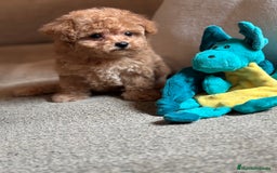 Maltipoo perros en venta: Maltipoo precisa y diminuta !!! - Imagen 4