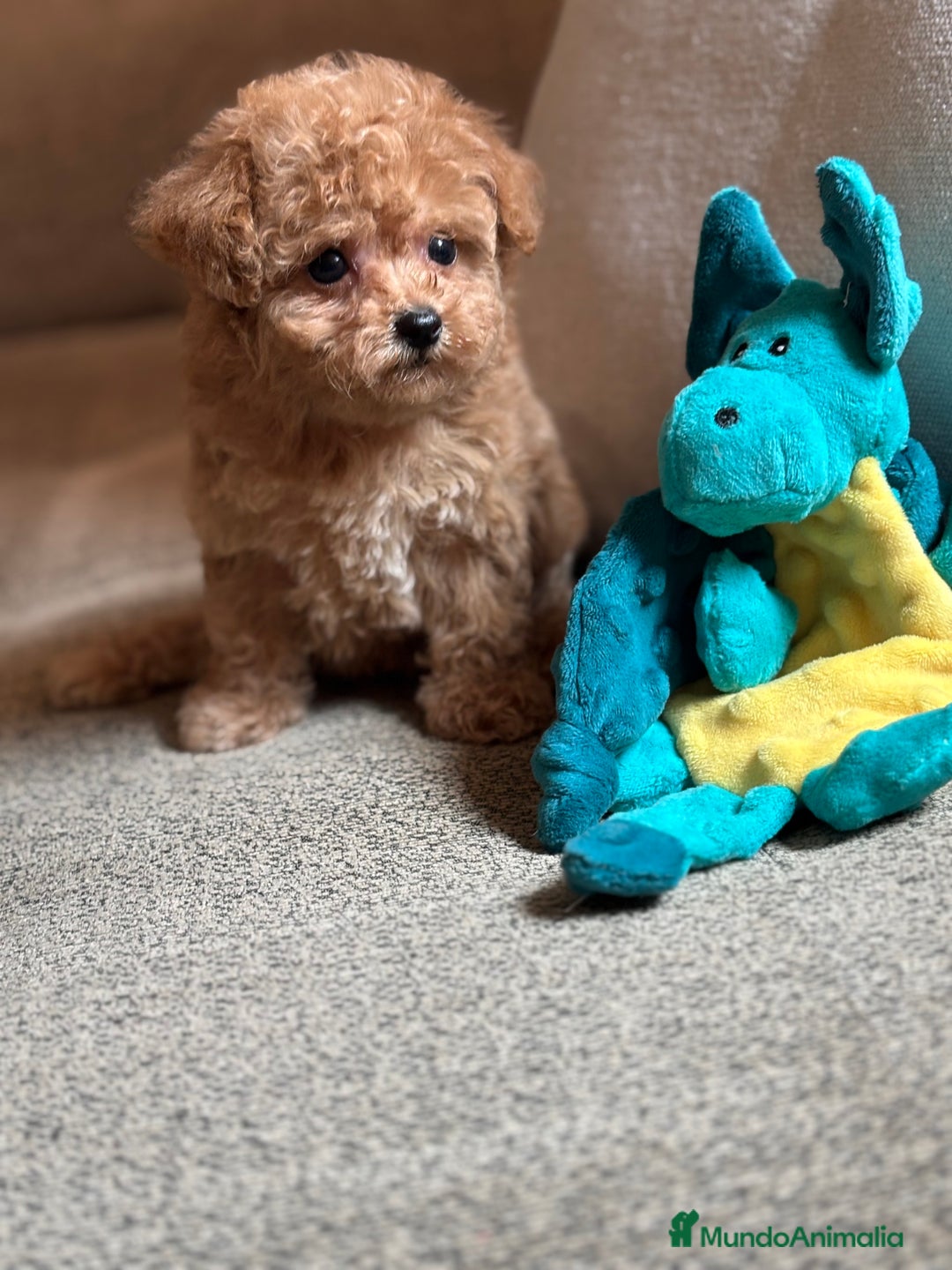 Maltipoo perros en venta: Maltipoo precisa y diminuta !!! - Imagen 4