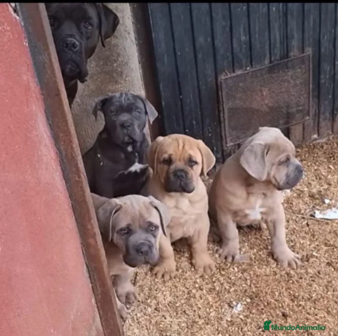 Cane Corso perros en venta: Cane corso  - Anuncio 5