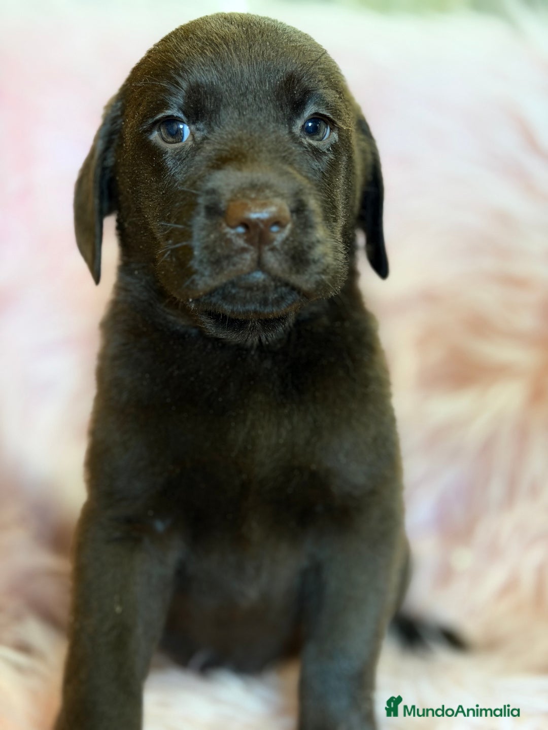 Labrador Retriever perros en venta: Labrador chocolate hembra  - Anuncio 4