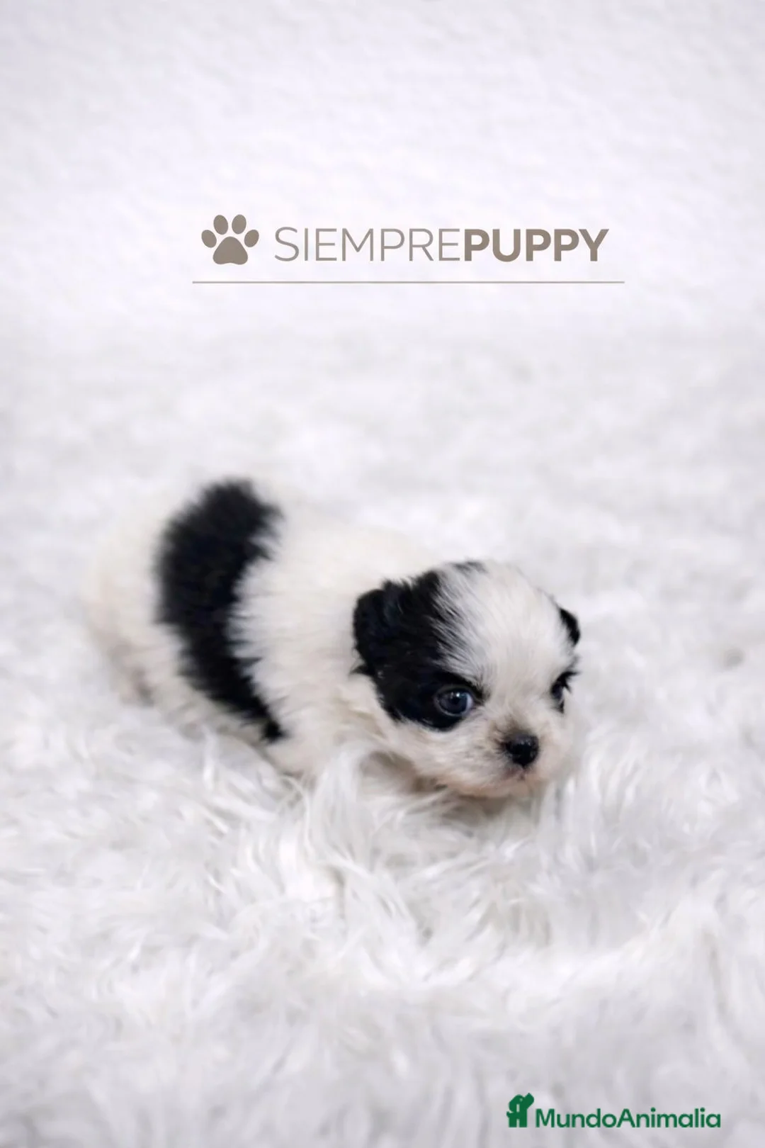 Shih Tzu perros en venta: SHIH TZU MINI - Anuncio 1