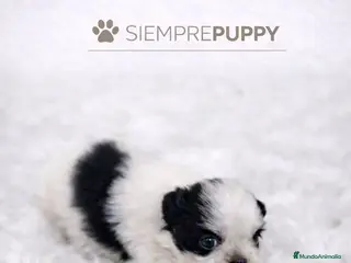 Shih Tzu perros SHIH TZU MINI - Anuncio 1