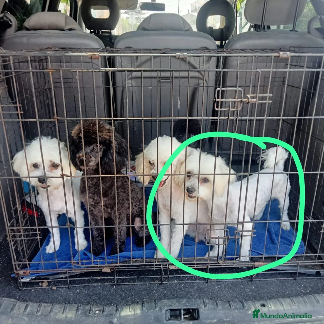 Bichón Maltés perros en venta: Camada bichon maltés  en Tarragona - Anuncio 4