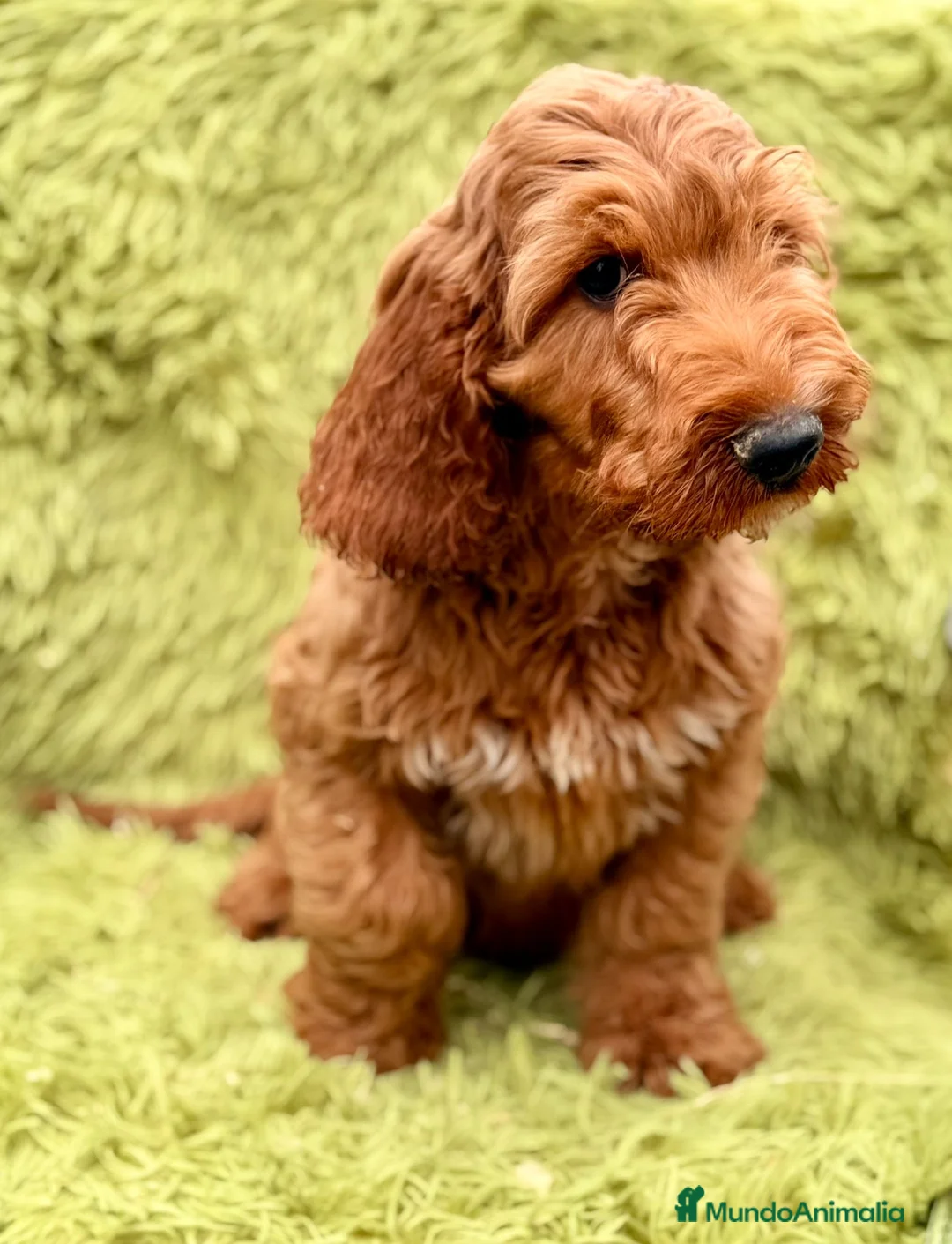 Cockapoo perros en venta: Cockapoo macho rojo  - Anuncio 8