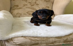 Teckel Miniatura perros en venta: Teckel miniatura varios colores  - Imagen 28