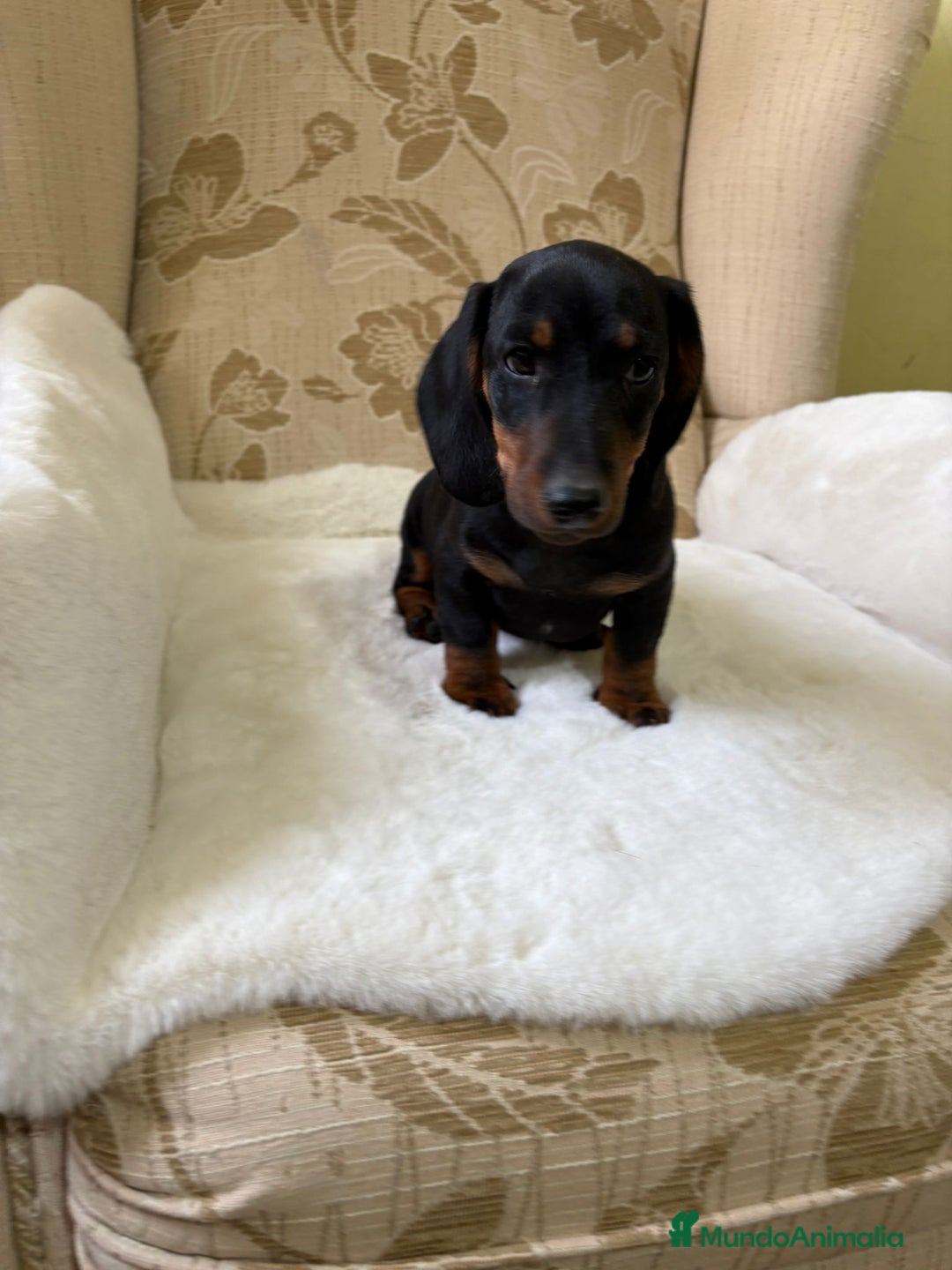 Teckel Miniatura perros en venta: Teckel miniatura varios colores  - Imagen 28