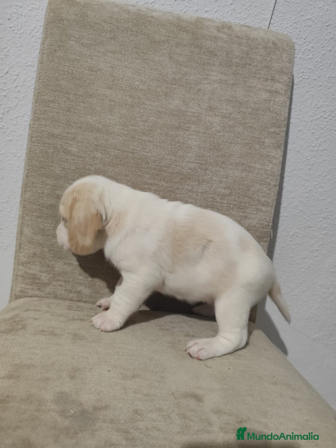 Beagle perros en venta: Beagle - Anuncio 7