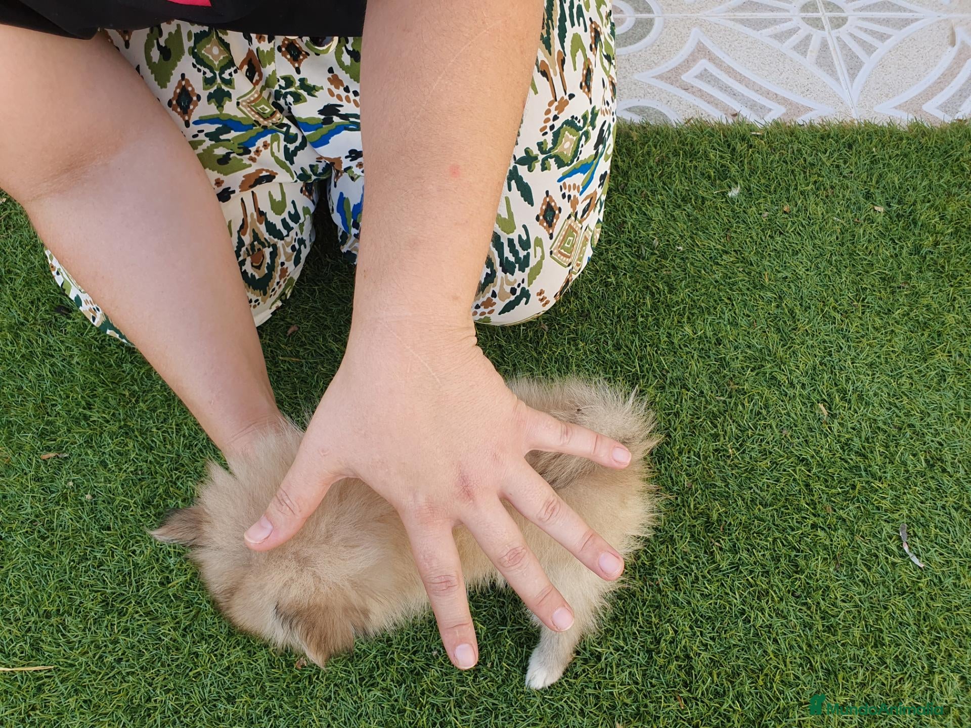 Pomerania perros Pomeranias mini ositas - Anuncio 2