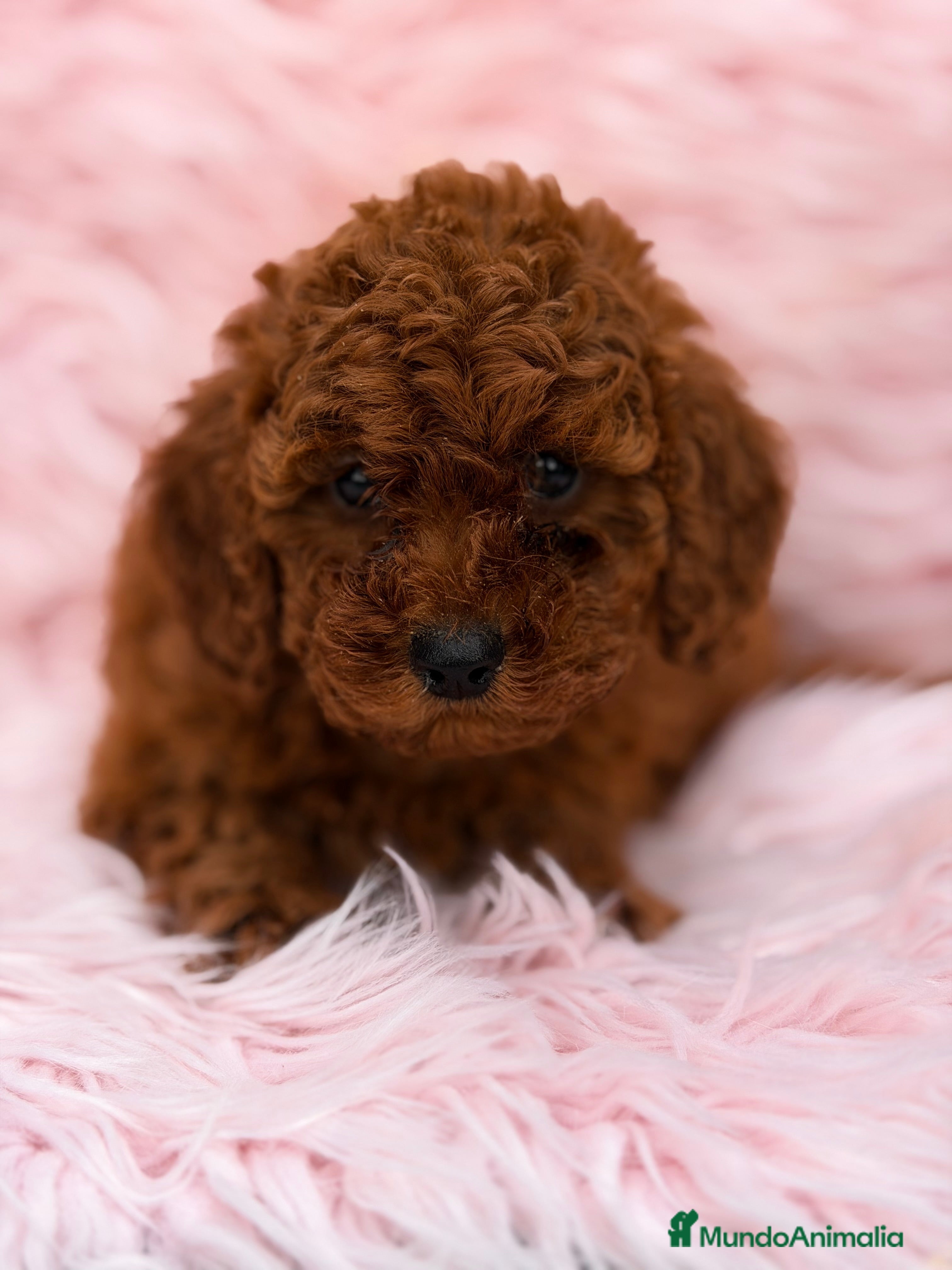 Caniche Enano perros Caniche  roja  - Anuncio 3