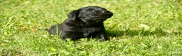 Labrador Retriever perros en venta: CACHORRA NEGRA LABRADOR RETRIEVER - Anuncio 6