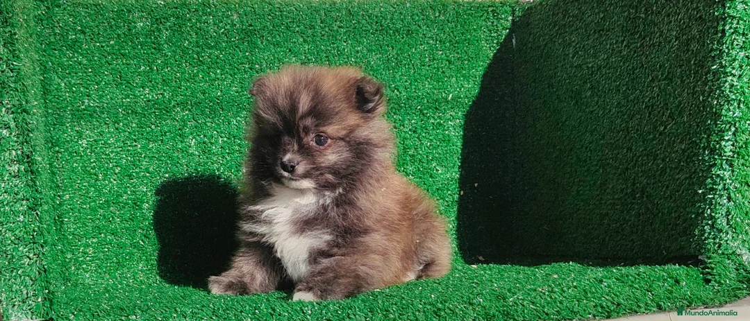 Pomerania perros en venta: Pomerania  - Anuncio 21