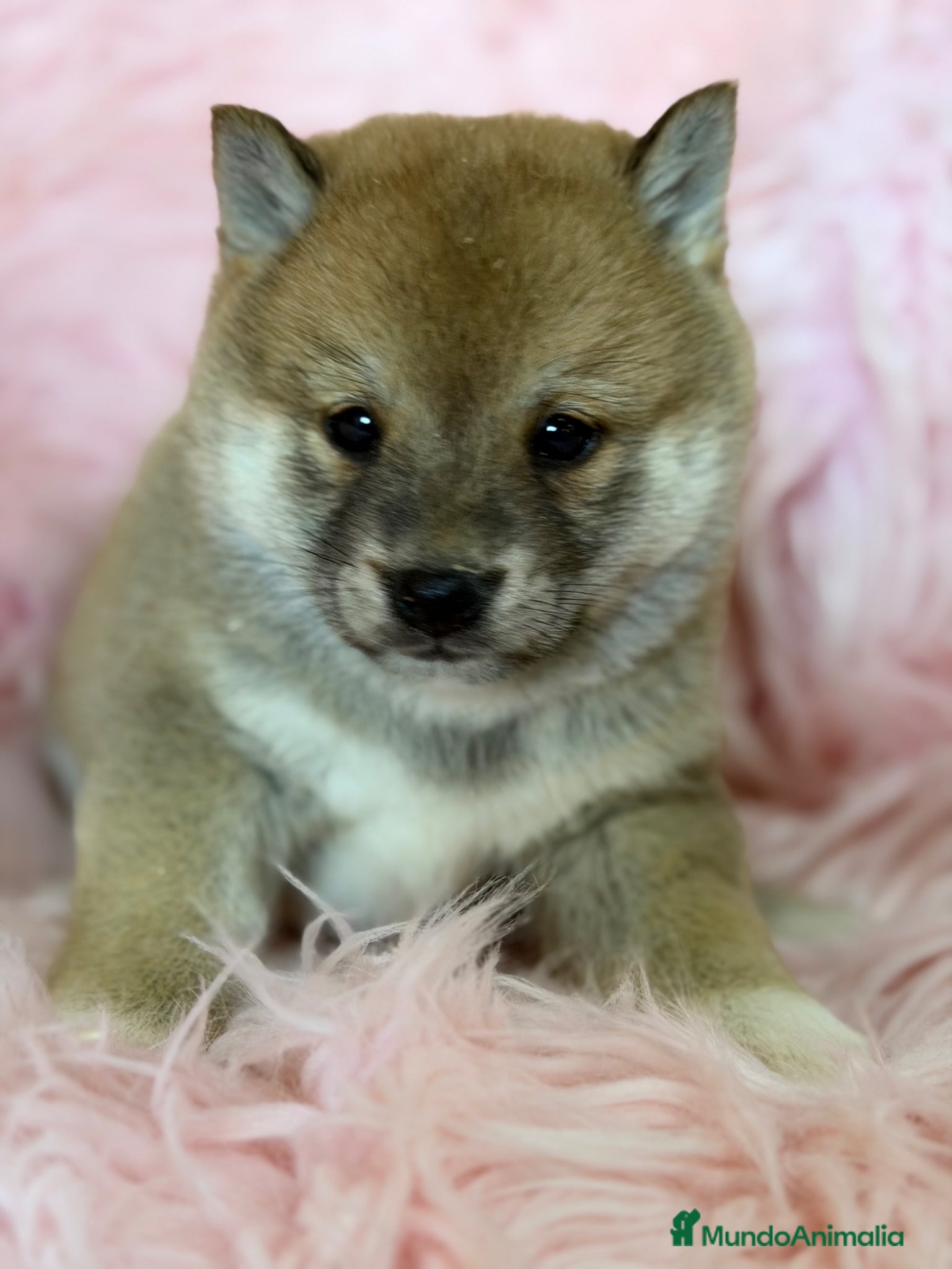 Shiba Inu perros Shiba Inu hembra  - Anuncio 7