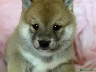 Shiba Inu perros Shiba Inu hembra - Anuncio 7